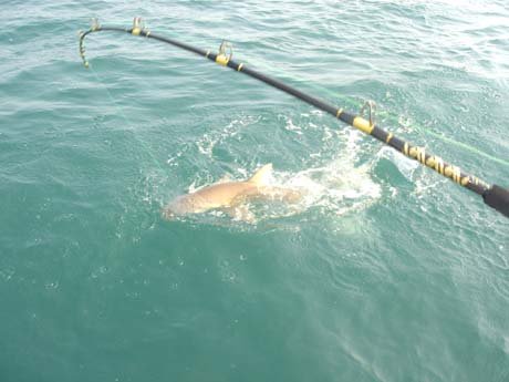 shark-fishing.jpg