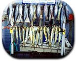 Hot Ticket Fishing Charters