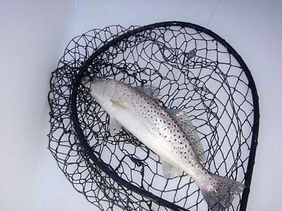 speckled trout