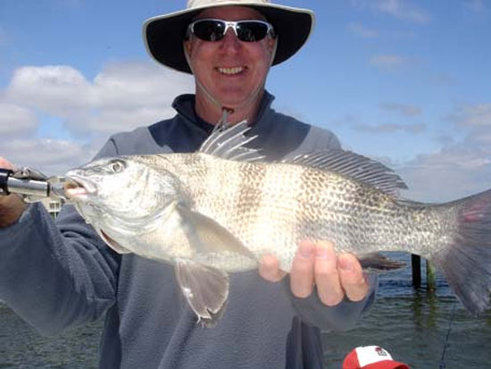 black drum